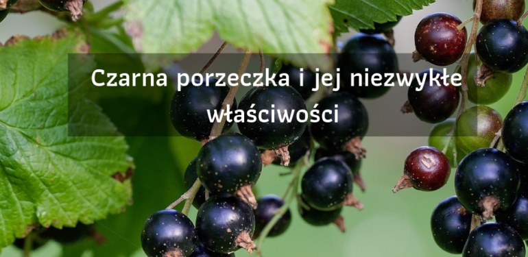 Czarna Porzeczka I Jej Niezwyk E W A Ciwo Ci Kalendarz Rolnik W